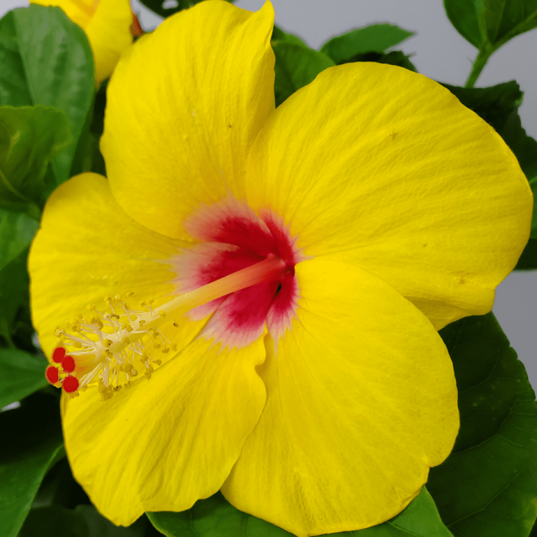 Yoder Yellow Hibiscus Tree | Tropical Plants of Florida