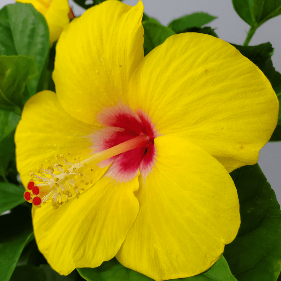 Yoder-Yellow-Hibiscus-Flower-with-Pink-Throat-2