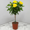 Yoder-Yellow-Hibiscus-Tree-Braided-2