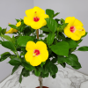 Yoder-Yellow-Hibiscus-Tree-Braided-5