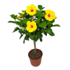 yoder yellow hibiscus tree