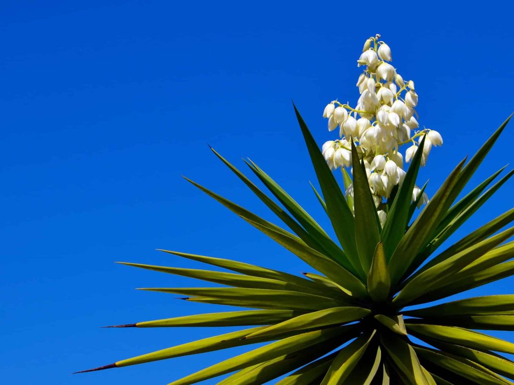 Yucca Plant New Mexico State Flower