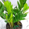 ZZ Plant