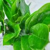 ZZ Plant Zamia Zamifolia