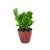 Vogue Lava Red ZZ Plant