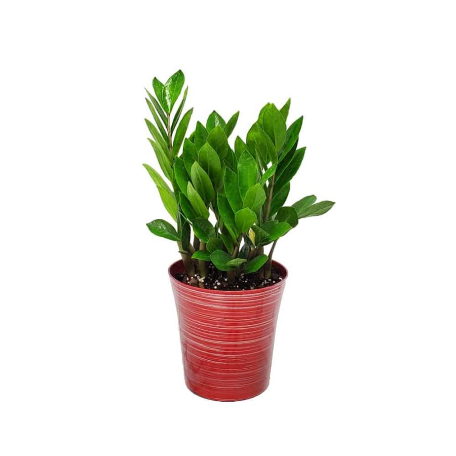 Bella Metallic Frosted Red ZZ Plant