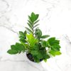 ZZ Plant