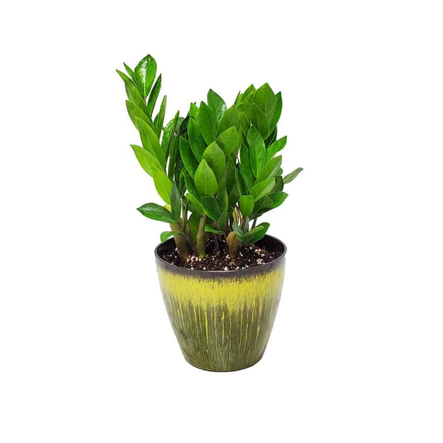 Vogue WIllow Green ZZ Plant