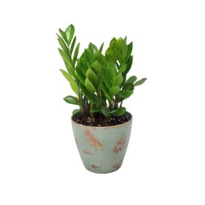 Vogue Patina Copper ZZ Plant 5 Plants