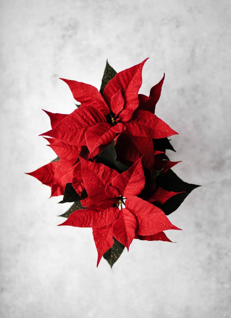 poinsettia care guide