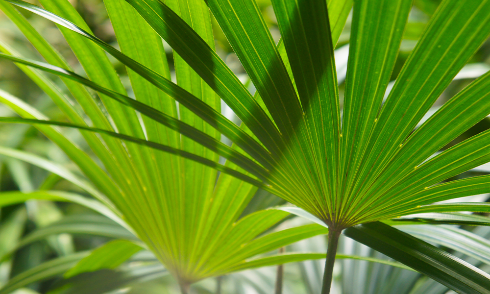 be bold plants with flashy foliage chinese fan palm