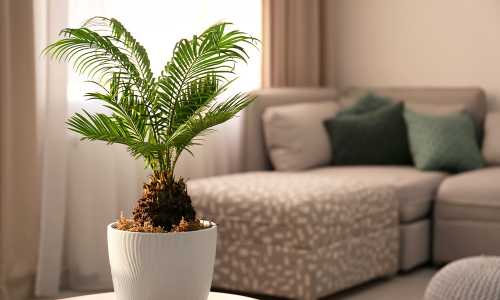 be bold plants with flashy foliage sago palm lifestyle shot