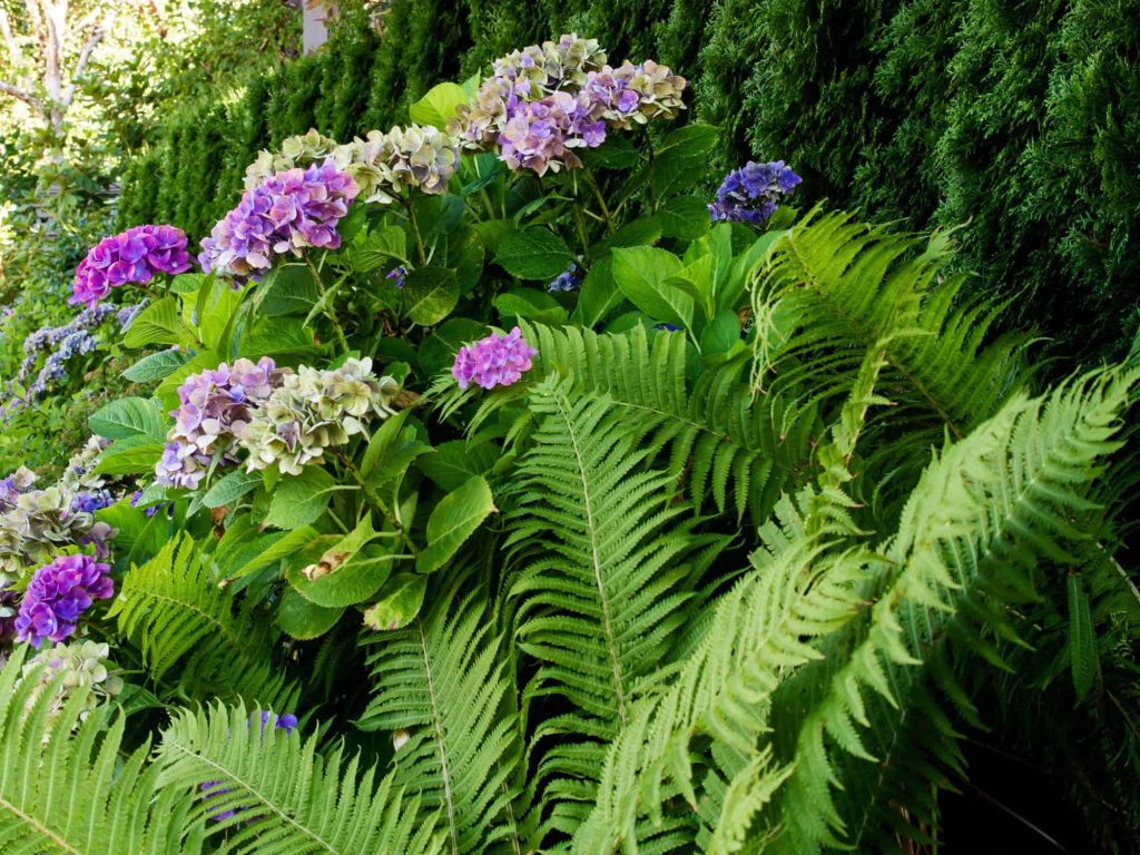 best shade plants for houston tx