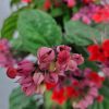 red and purple bleeding heart vine trellis