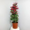 red and purple bleeding heart vine trellis