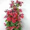 red and purple bleeding heart vine trellis