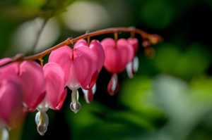 Valentines day plants