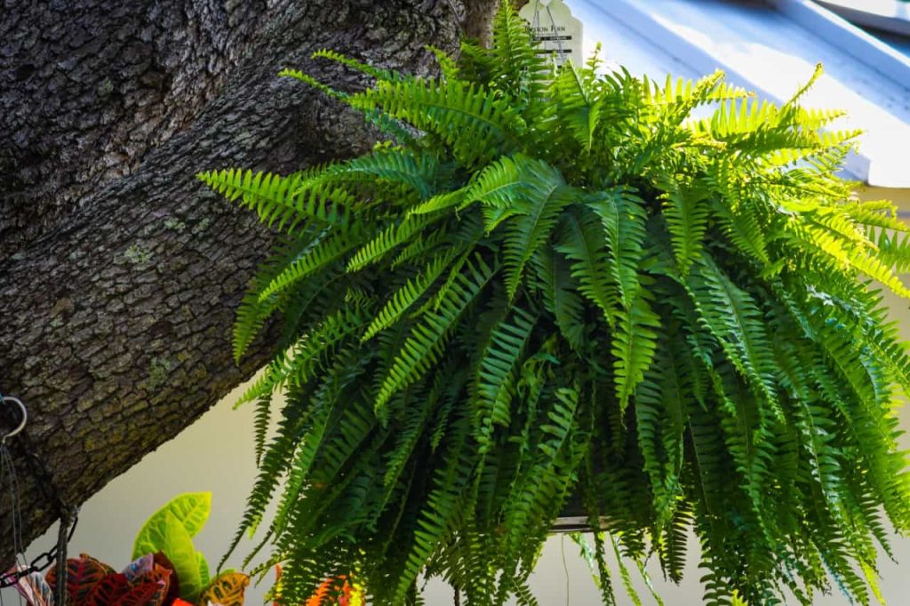 boston fern giveaway