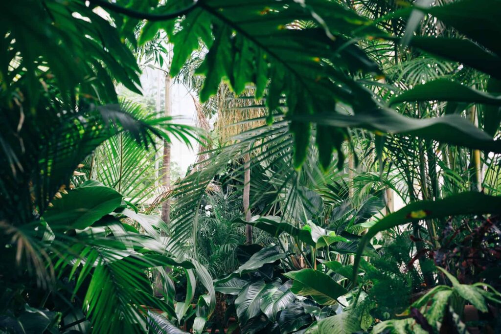 how to create a tropical oasis