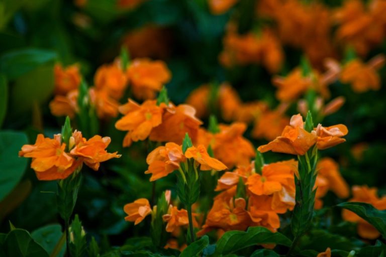 crossandra
