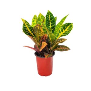 Croton Petra