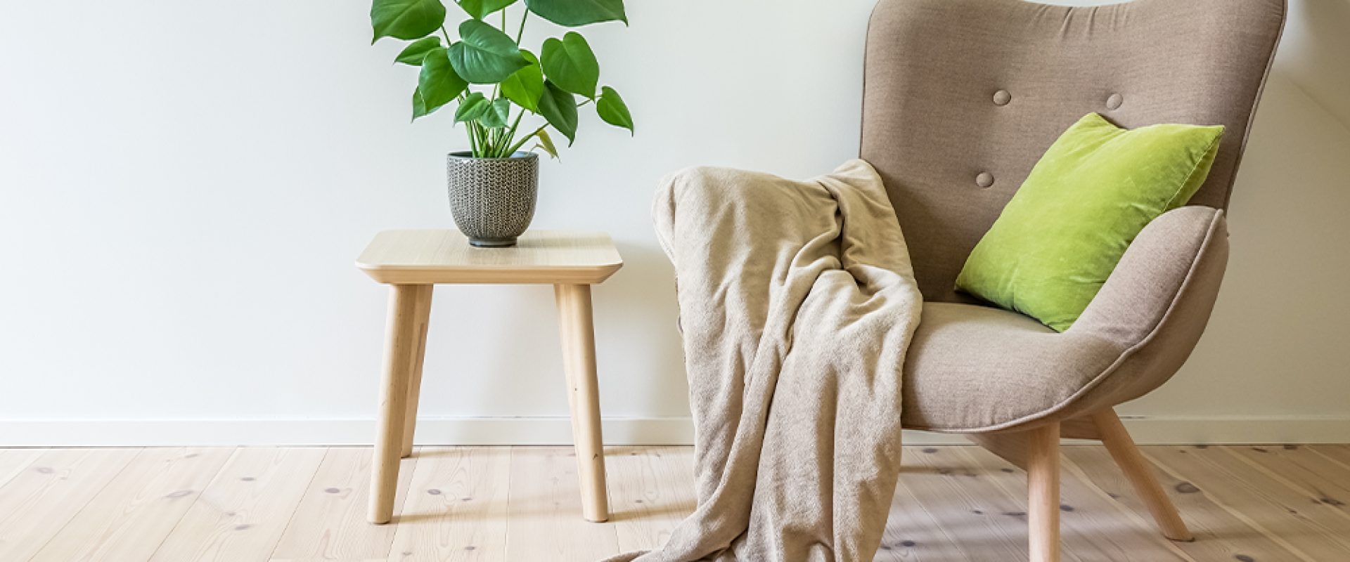 5 tropical low light houseplants monstera