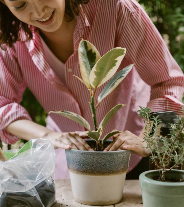 indoor plants plant care plants potting plants soil green beginner plants mental health mood booster