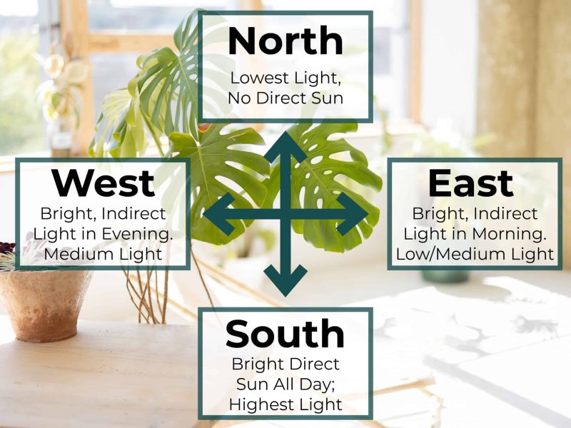 indoor plant lighting guide tropical plants indoors