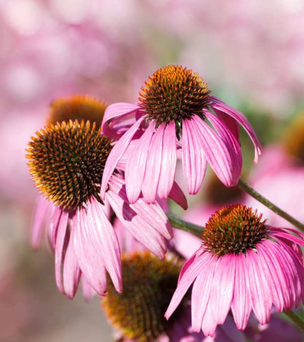 delaware native plants purple coneflower