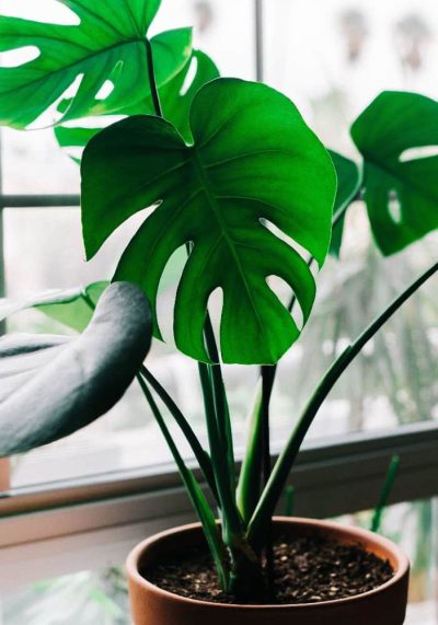 how to repot a plant