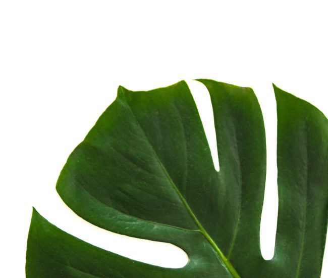 Swiss cheese Monstera deliciosa Swiss cheese plant swiss cheese leaf Green Plant shop Shop for plants Plants online How to care for swiss cheese plant monstera deliciosa care plant care