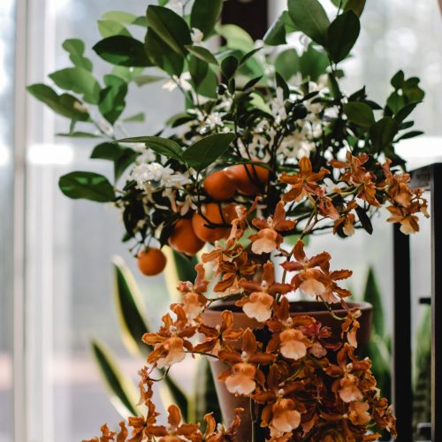 Indoor Indoor plants orange green Light sunlight Plants tropical plants plant care care tips fall