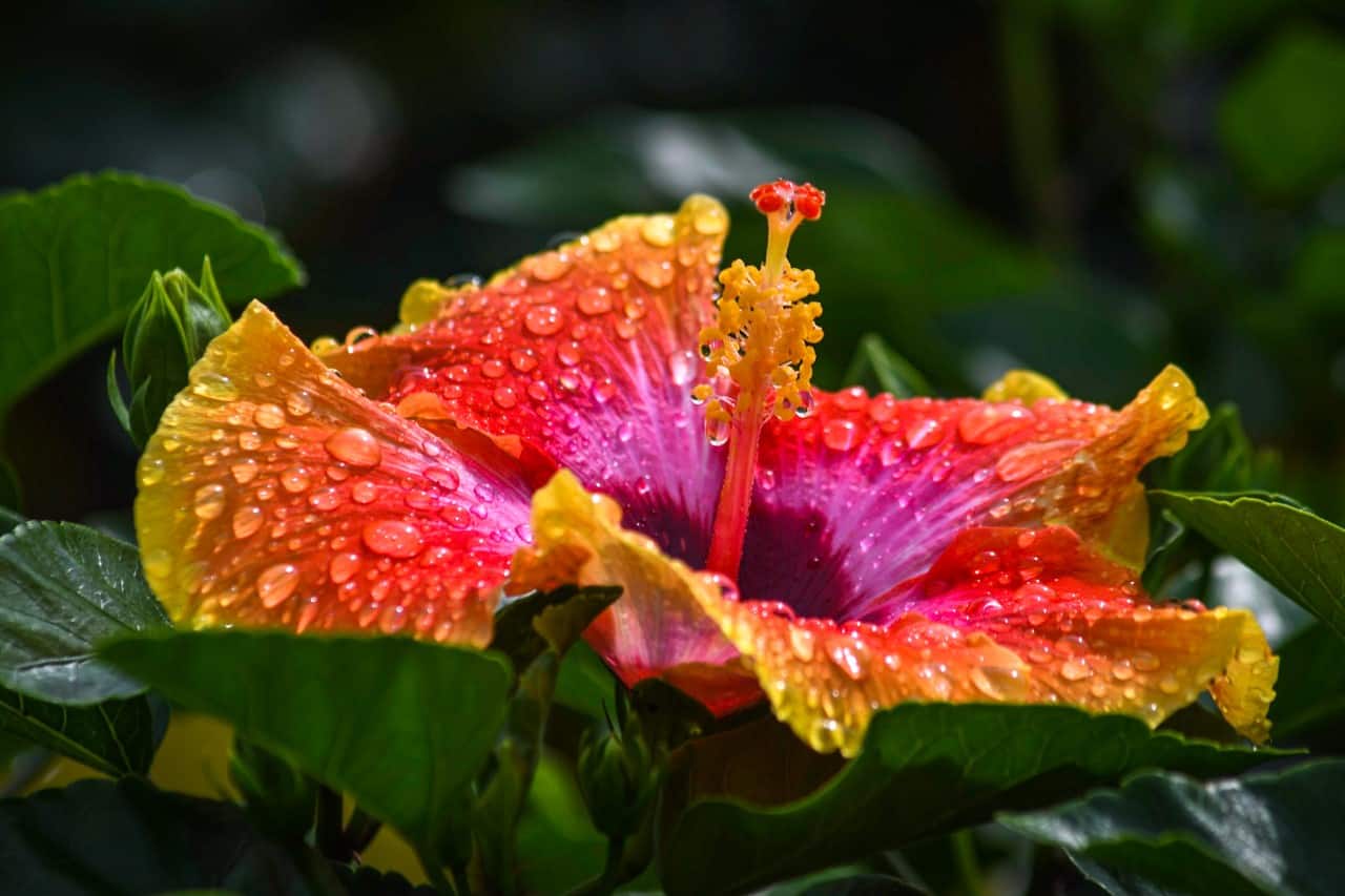 fiesta hibiscus plant water flowe outdoors plants shop plants shop tropical plants tropical plants hibiscus tree exotic tree exotic flower colorful colorful flower colorful bloom bloom blooms yellow orange red pink multicolor vibrant pretty flowers