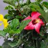 Multi Color Braided Hibiscus Tree - Image 2