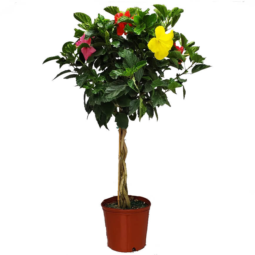 Braided Hibiscus Tree Hibiscus Plants Live Overall Height 44 to 48 Tropical Plants of Florida Pink Painted Lady 3 Gallon Pot