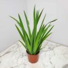 Iris Regina Brazilian Orchid - Image 4