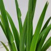 Iris Regina Brazilian Orchid - Image 2