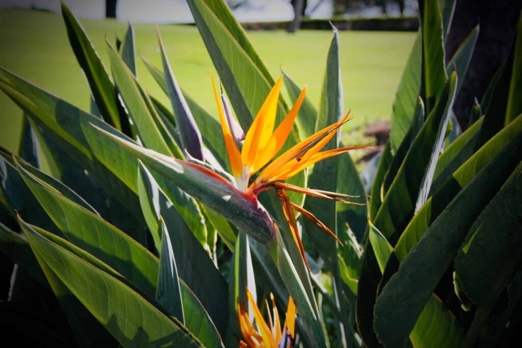 bird of paradise plant care guide