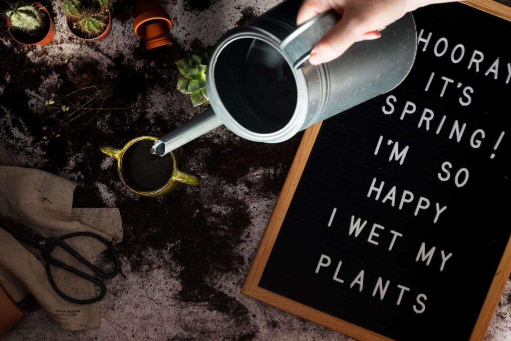 how to properly water plants