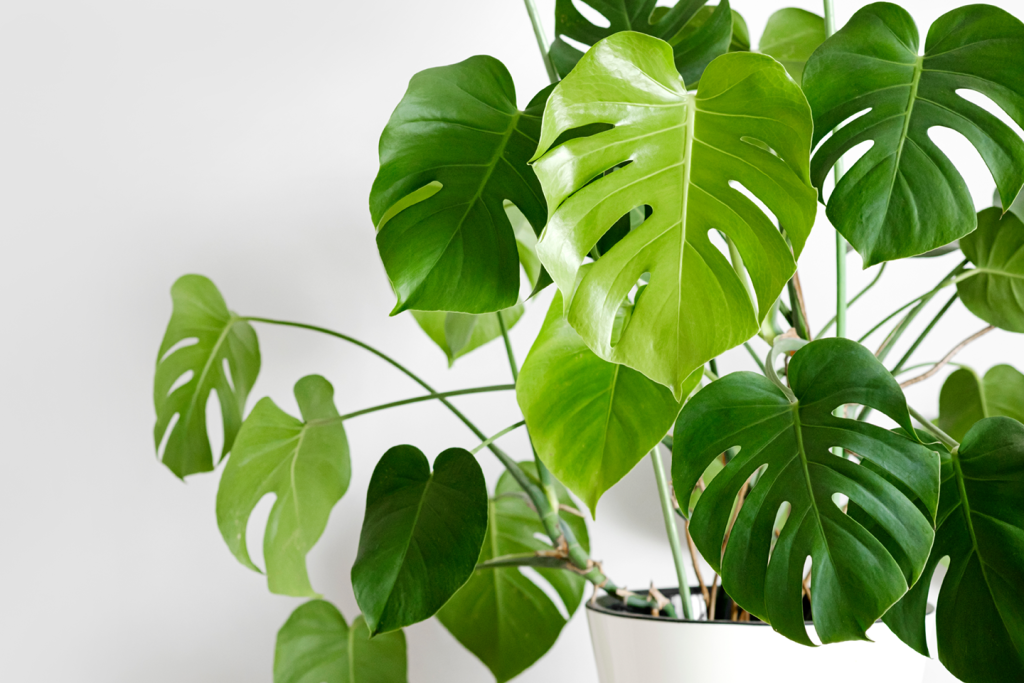 monstera | Growing Tropical Plants in Maryland