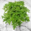 Citronella Mosquito Plant