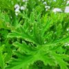 Citronella Mosquito Plant
