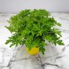 Citronella Mosquito Plant
