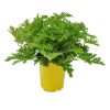Citronella Mosquito Plant