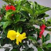 Multi Color Braided Hibiscus Tree - Image 3