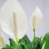 Spathiphyllum Peace Lily