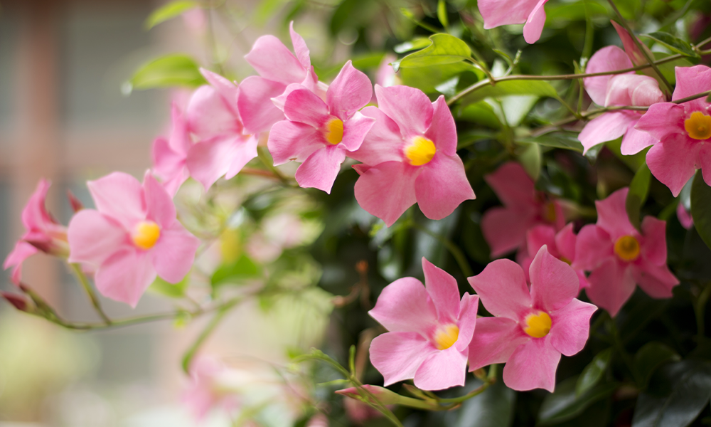pink mandevilla | Tropical Plant Florida