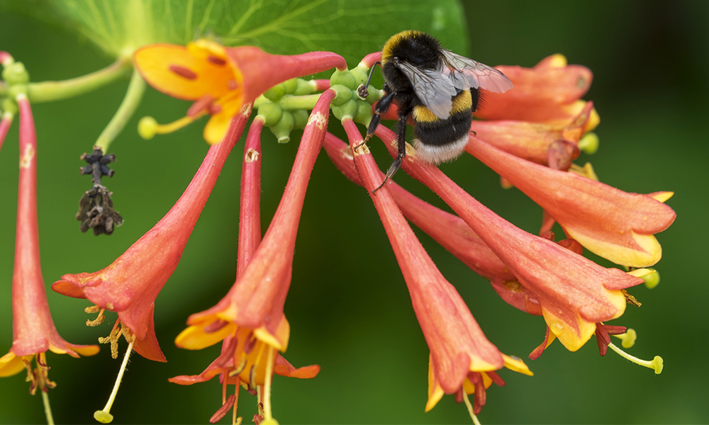 plants for a pollinator friendly garden bee honeysuckle