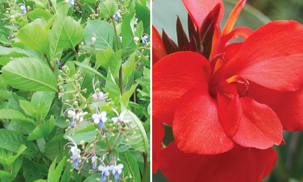 plants for a pollinator friendly garden butterfly bush canna lily