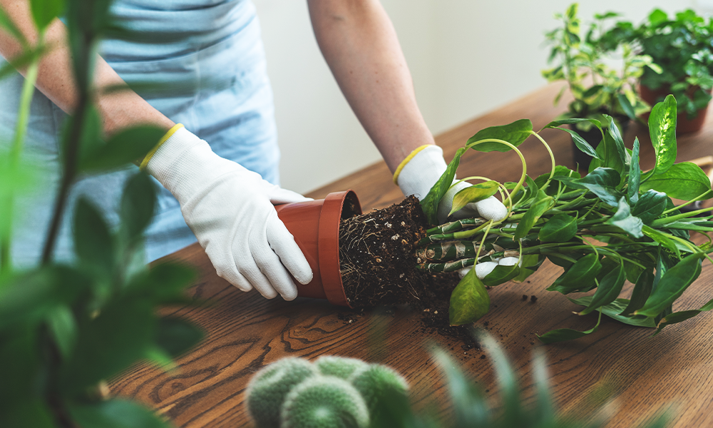 potiquette repotting your plants